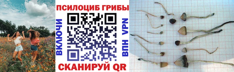 Галлюциногенные грибы Psilocybe  гидра онион  Бирск  цена наркотик 